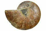 Cut & Polished Ammonite Fossil (Half) - Madagascar #347513-1